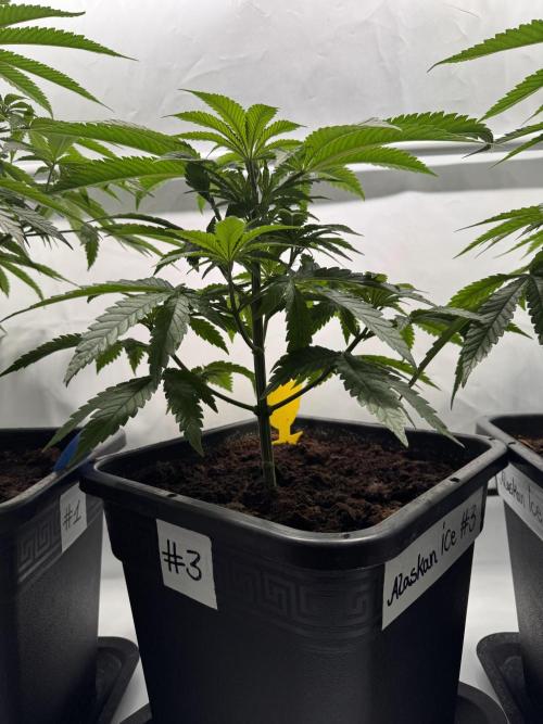 Alaskan Ice. Week 6 - #3
