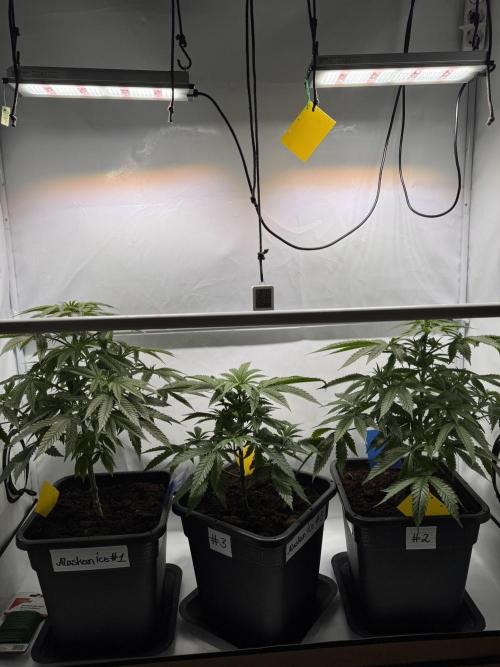 Alaskan Ice. Week 6