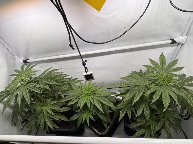 Alaskan Ice. Week 6