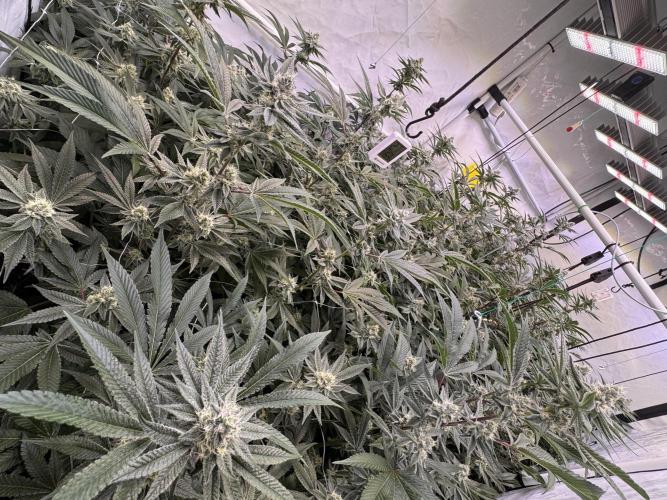Zero Dosi. Week 8 - FD38
