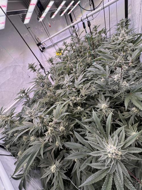 Zero Dosi. Week 8 - FD38