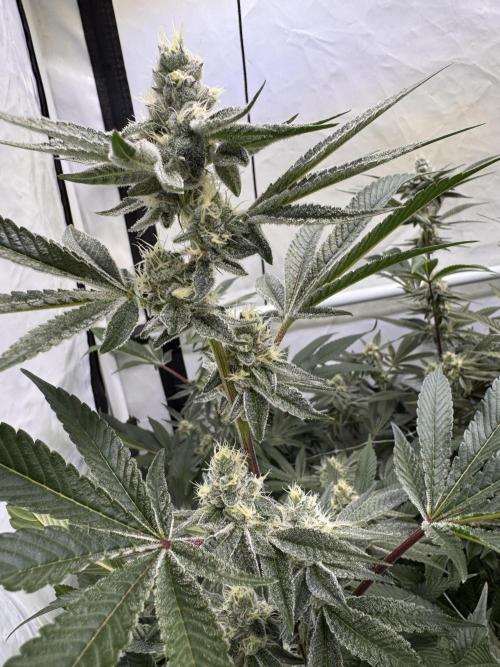 Zero Dosi. Week 8 - FD38