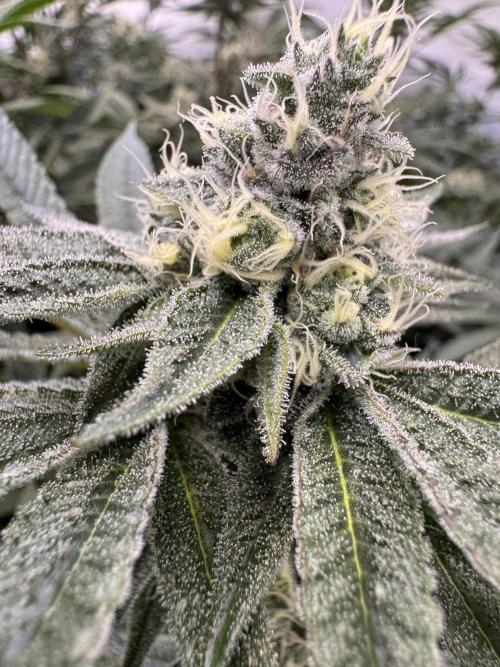 Zero Dosi. Week 8 - FD38
