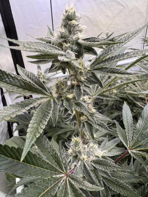 Zero Dosi. Week 8 - FD38