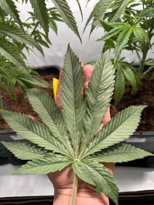 Alaskan Ice. Week 6 - Leaf from #2