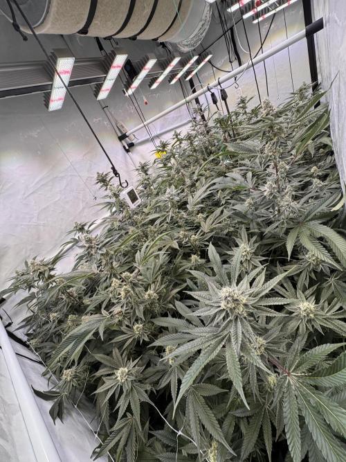 Zero Dosi. Week 9 - FD 43