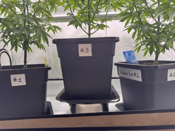 Alaskan Ice. Week 7 - 54 days 