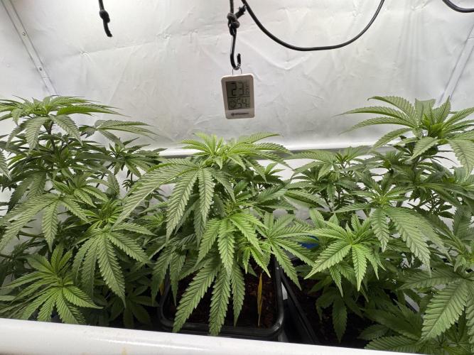 Alaskan Ice. Week 7 - 54 days
