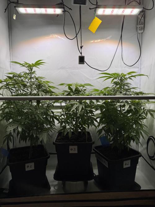 Alaskan Ice. Week 8