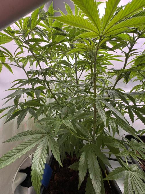 Alaskan Ice. Week 8