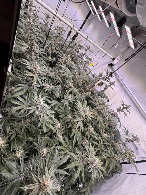 Zero Dosi. Week 10 - FD 51