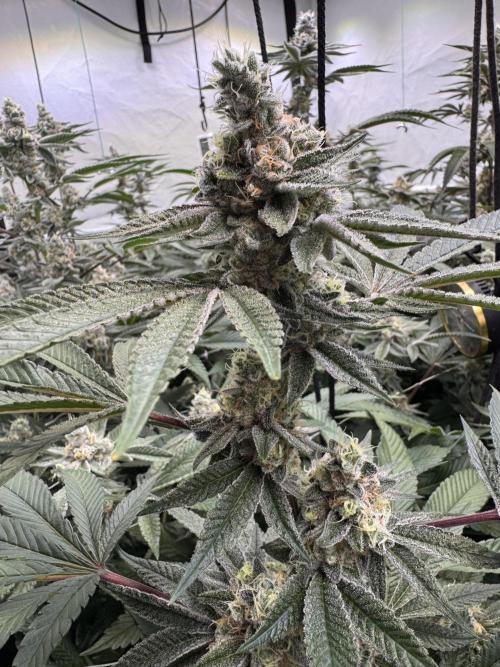 Zero Dosi. Week 10 - FD 51