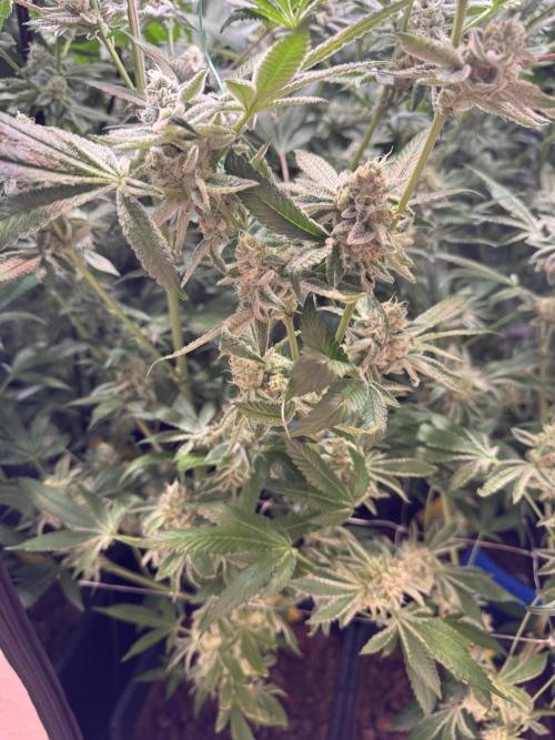 Zero Dosi. Week 10 - FD 51