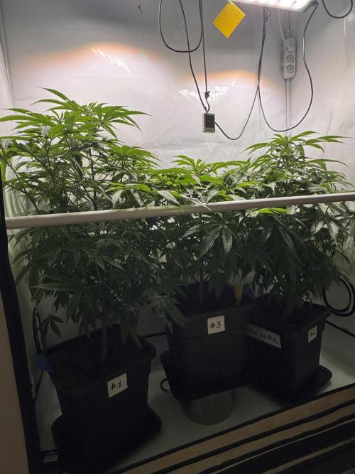 Alaskan Ice. Week 9 - Mothers before cutting clones