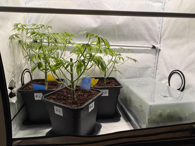 Alaskan Ice. Week 9 - Mothers after cutting clones