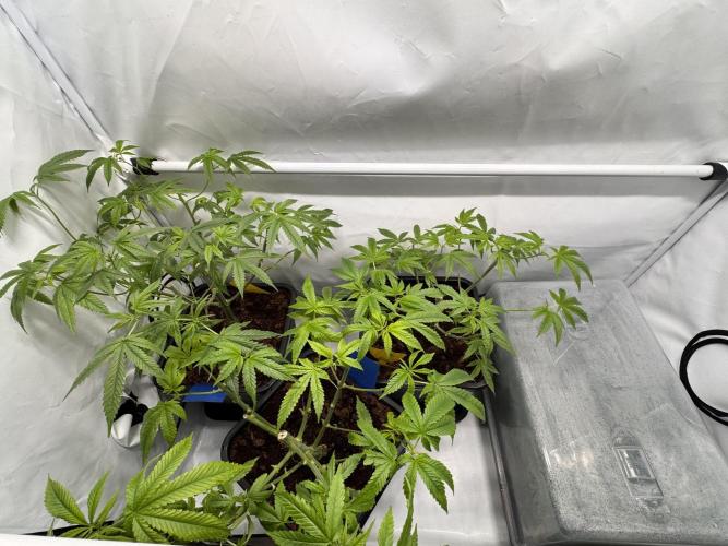 Alaskan Ice. Week 9 - Three little dirty down plants