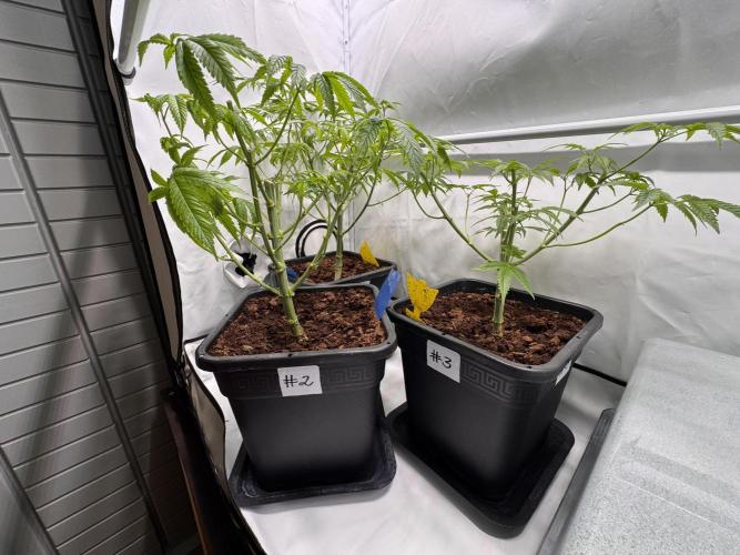 Alaskan Ice. Week 9 - Queen without a crown
