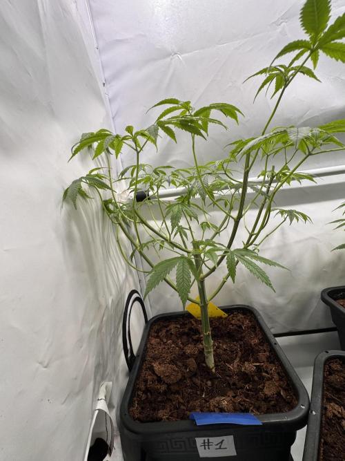 Alaskan Ice. Week 9 - #1 after cutting clones