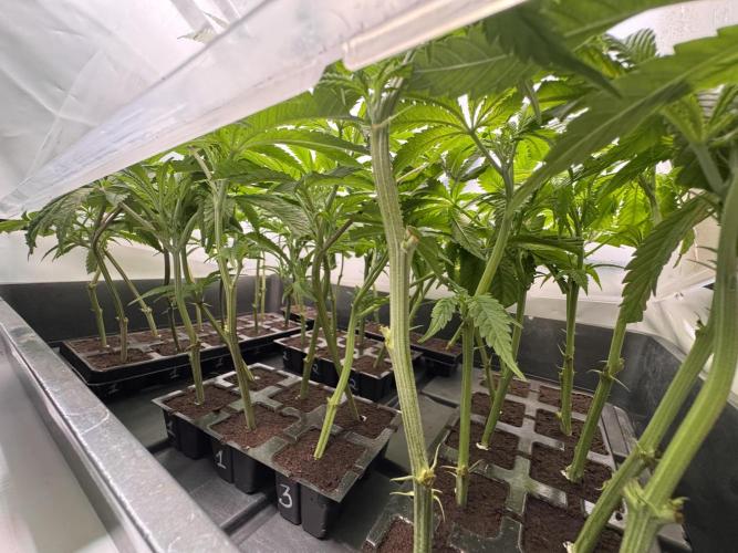 Alaskan Ice. Week 9 - Clones 