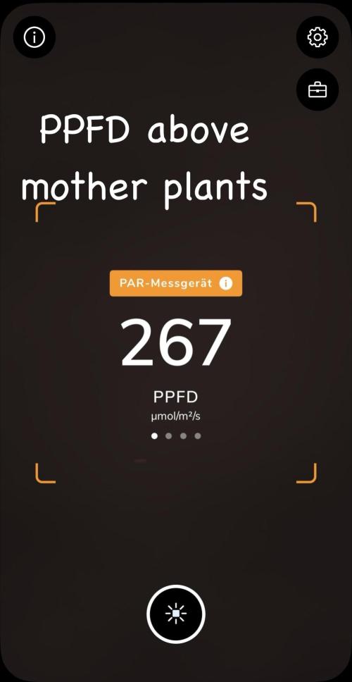 Alaskan Ice. Week 9 - PPFD Mothers 