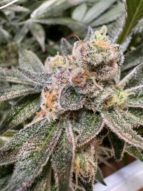 Zero Dosi. Week 11 - FD 61