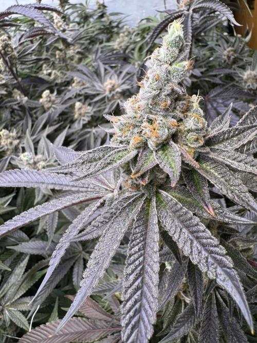 Zero Dosi. Week 11 - FD 61