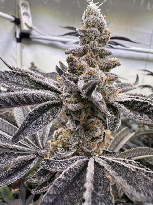 Zero Dosi. Week 11 - FD 61