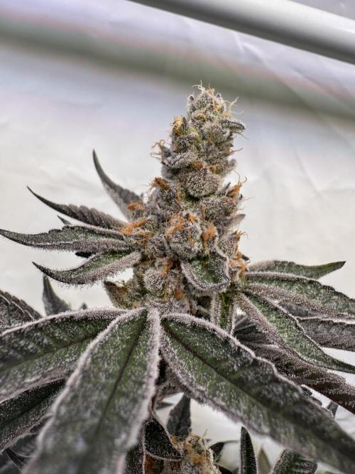 Zero Dosi. Week 11 - FD 61