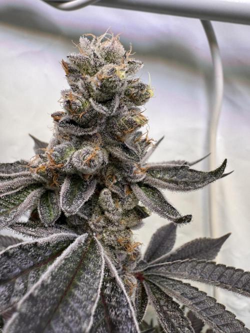 Zero Dosi. Week 11 - FD 61