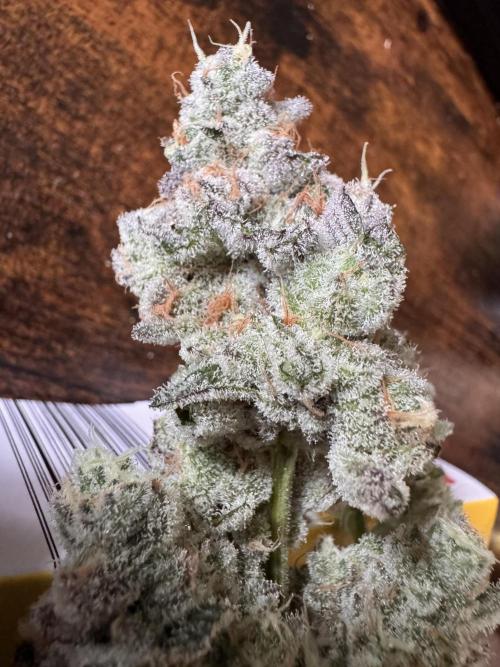 Zero Dosi. Week 12 - FD62 cut