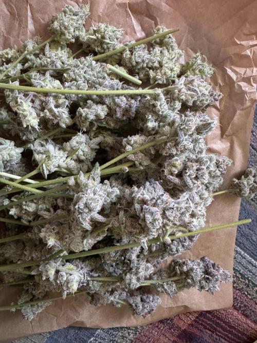 Zero Dosi. Week 12 - FD62 harvest