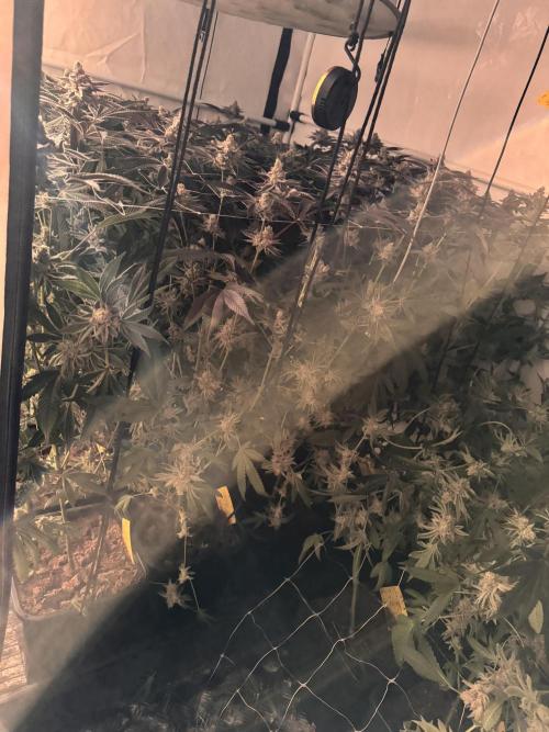 Zero Dosi. Week 12 - Harvest