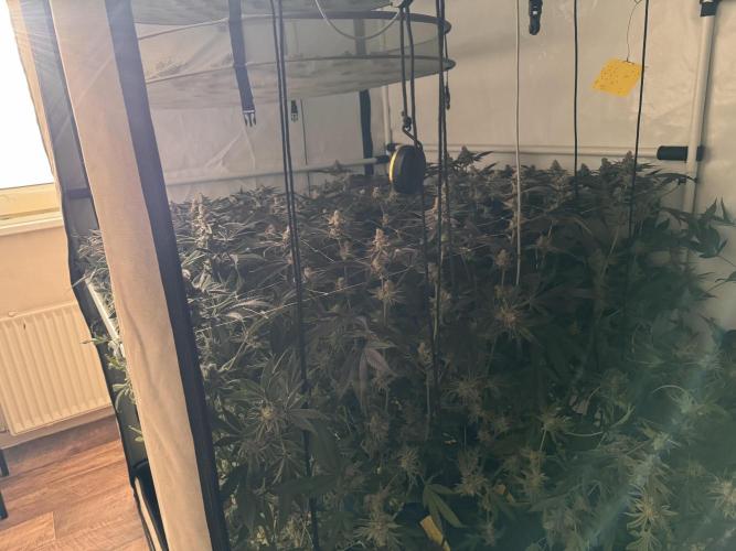 Zero Dosi. Week 12 - Harvest
