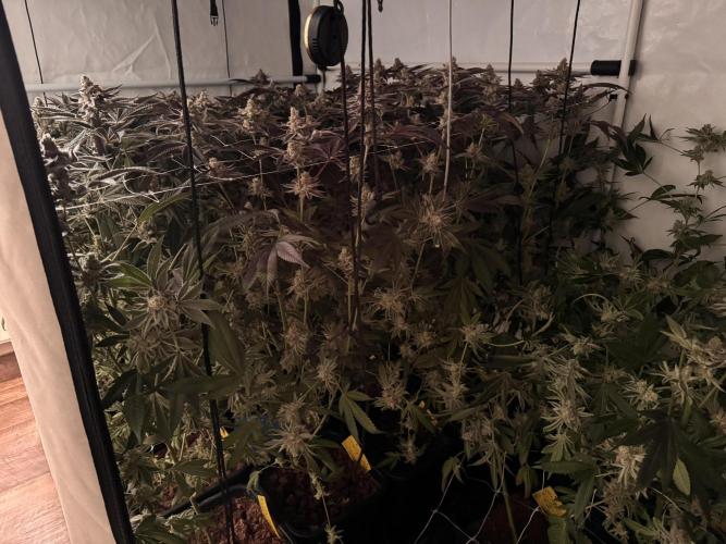 Zero Dosi. Week 12 - Harvest