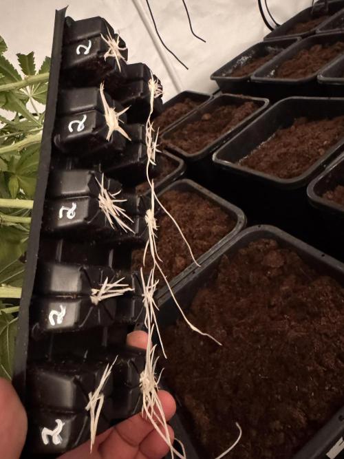 Alaskan Ice. Week 10 - Clones #2