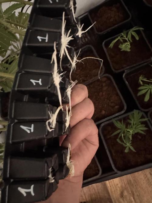 Alaskan Ice. Week 10 - Clones #1