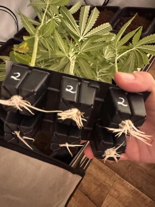 Alaskan Ice. Week 10 - Clones
