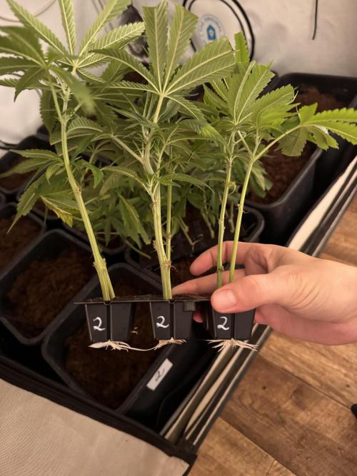 Alaskan Ice. Week 10 - Clones