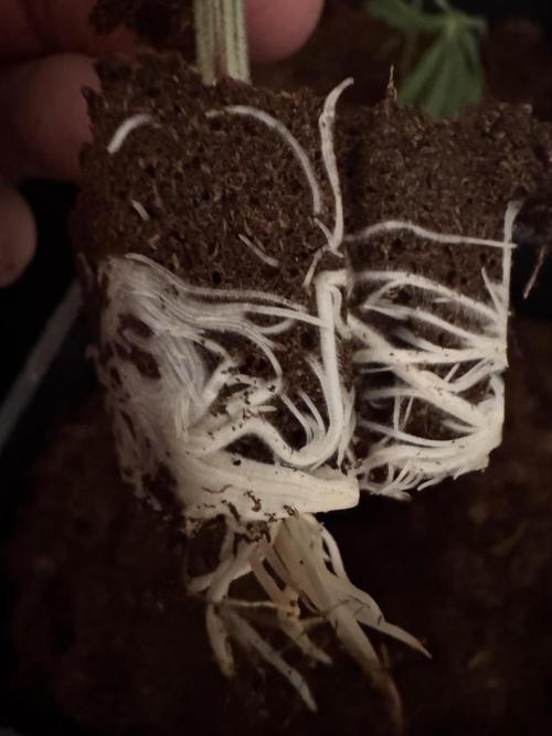 Alaskan Ice. Week 10 - Roots (#1 & #2 equal)
