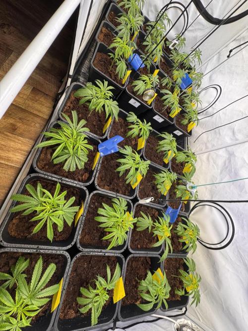 Alaskan Ice. Week 10 - Veg Day 5