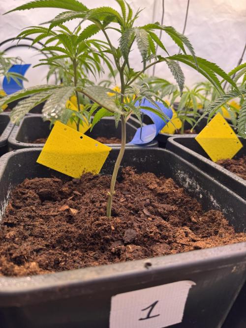 Alaskan Ice. Week 10 - VD5 #1