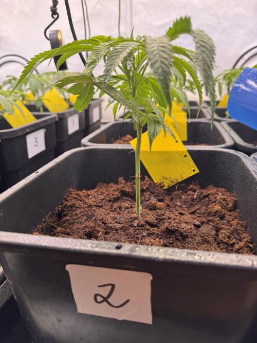 Alaskan Ice. Week 10 - VD5 #2