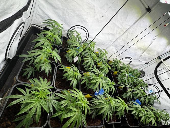 Alaskan Ice. Week 11 - VD8