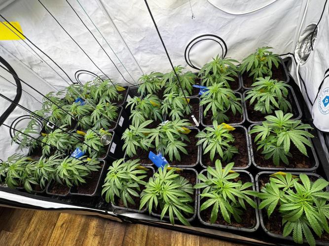 Alaskan Ice. Week 11 - VD8