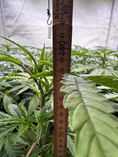 Alaskan Ice. Week 11 - VD12 