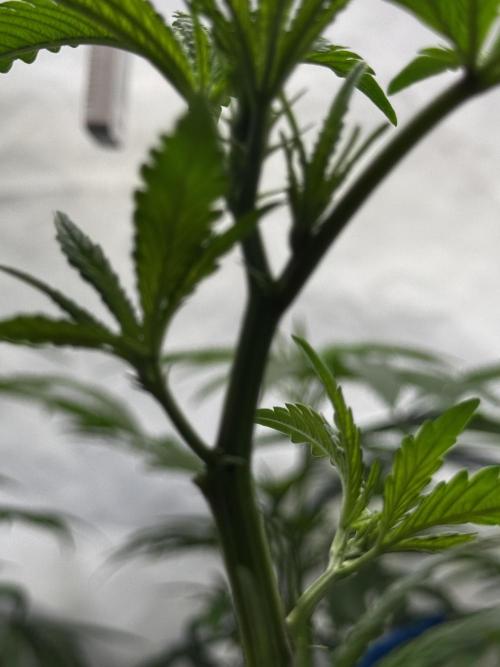 Alaskan Ice. Week 11 - VD12