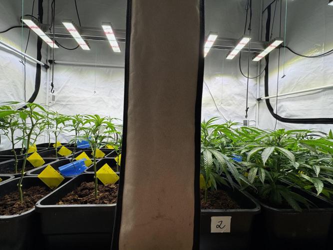 Alaskan Ice. Week 11 - VD12