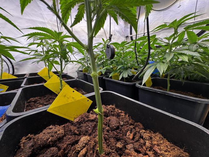 Alaskan Ice. Week 11 - VD12