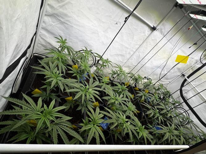 Alaskan Ice. Week 11 - VD14
