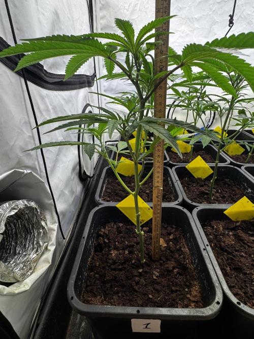 Alaskan Ice. Week 11 - VD14